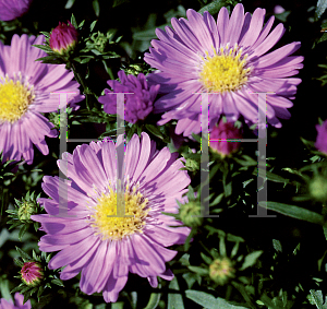 Picture of Symphyotrichum novi-belgii 'Twist'