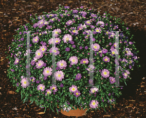 Picture of Symphyotrichum novi-belgii 'Twist'