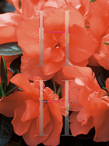 Picture of Rhododendron (subgenus Azalea) 'Bittersweet'