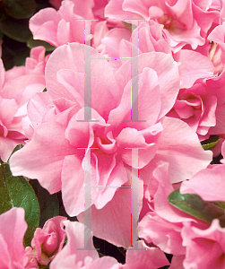 Picture of Rhododendron (subgenus Azalea) 'Pink Angora'