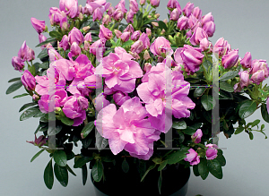 Picture of Rhododendron (subgenus Azalea) 'Provence'