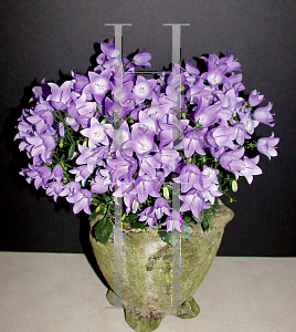 Picture of Campanula  'Camp Bule(StarinaBedding Bell)'