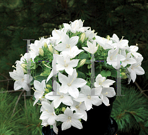 Picture of Campanula  'Camp Whit(StarinaWhite Star)'