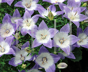 Picture of Campanula  'Camp Bulewhit(StarinaBicolorStar)'