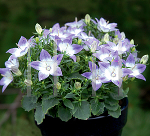 Picture of Campanula  'Camp Bulewhit(StarinaBicolorStar)'