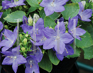 Picture of Campanula  'Camp Inbule(StarinaBlue Star)'