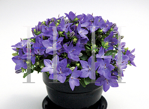 Picture of Campanula  'Camp Inbule(StarinaBlue Star)'