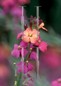 Picture of Erysimum  'Jenny Brook'