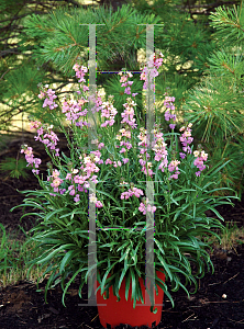 Picture of Erysimum  'Jenny Brook'