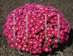 Picture of Dendranthema x grandiflorum 'Alisha'