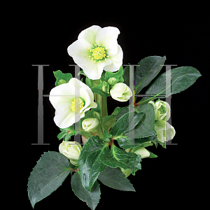 Picture of Helleborus niger 'HGC Green Corsican'