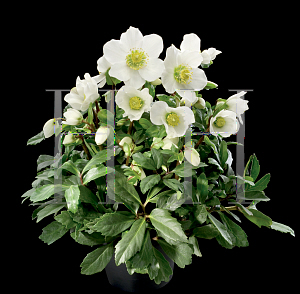 Picture of Helleborus niger 'HGC Jacob'