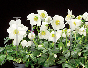 Picture of Helleborus niger 'HGC Josef Lemper'