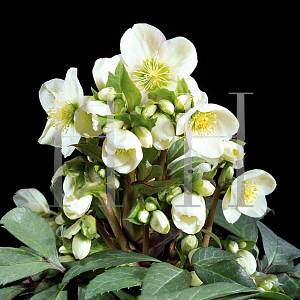 Picture of Helleborus x 'Silvermoon'