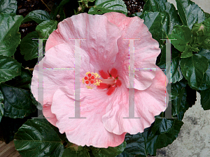 Picture of Hibiscus rosa-sinensis 'TieDye Wind'