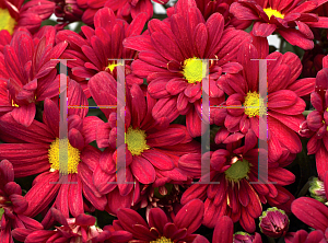 Picture of Dendranthema x grandiflorum 'Irvine Red'