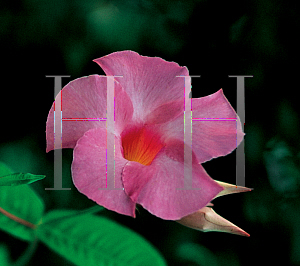 Picture of Mandevilla x amoena 'Alice du Pont'