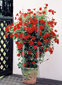 Picture of Mandevilla  'Sun Parasol Crimson'