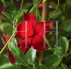 Picture of Mandevilla  'Sun Parasol Crimson'