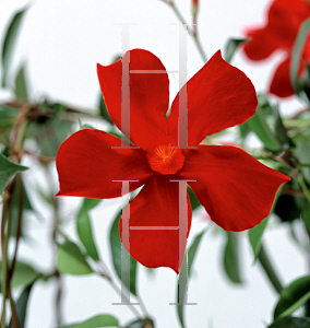 Picture of Mandevilla  'Sun Parasol Pretty Crimson'