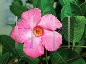 Picture of Mandevilla  'Sun Parasol Giant Pink'