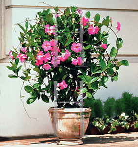 Picture of Mandevilla  'Sun Parasol Giant Pink'