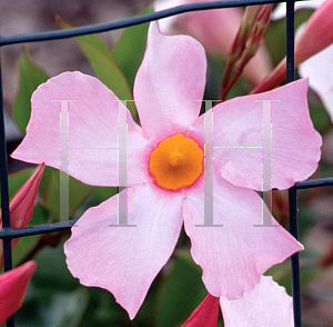 Picture of Mandevilla  'Sun Parasol® Pretty Pink'
