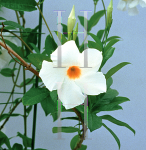 Picture of Mandevilla  'Sun Parasol Giant White'