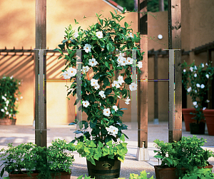 Picture of Mandevilla  'Sun Parasol Giant White'