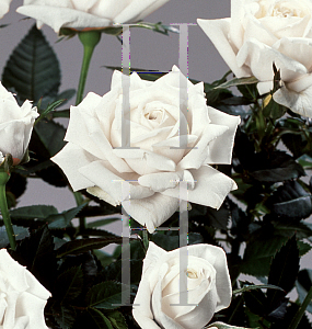 Picture of Rosa  'Parade Camilla'