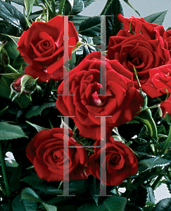 Picture of Rosa  'Parade Karina'