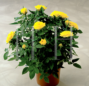 Picture of Rosa  'Parade® Mistral™'