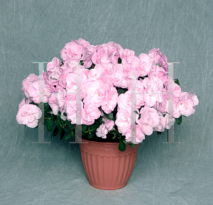 Picture of Rhododendron (subgenus Azalea) 'Rozalea® Light Lavender'