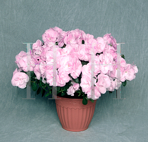 Picture of Rhododendron (subgenus Azalea) 'Rozalea Light Lavender'