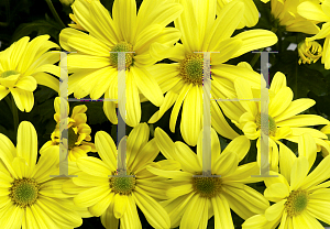 Picture of Dendranthema x grandiflorum 'Irvine Yellow'