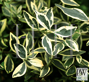 Picture of Abelia x grandiflora 'Panache(Silver Anniversary)'