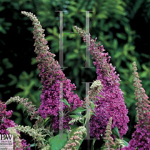 Picture of Buddleia davidii 'Peakeep (English Butterfly Peacock)'