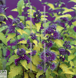 Picture of Caryopteris incana 'Jason(Sunshine Blue)'