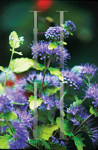 Picture of Caryopteris incana 'Jason(Sunshine Blue)'