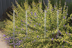 Picture of Caryopteris incana 'Jason(Sunshine Blue)'