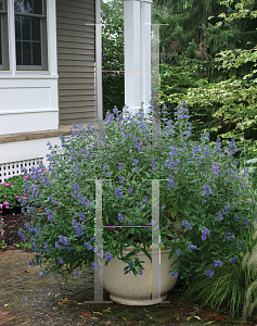 Picture of Caryopteris x clandonensis 'Minibleu(Petit Bleu)'