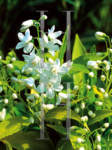 Picture of Deutzia gracilis 'Duncan(Chardonnay Pearls)'