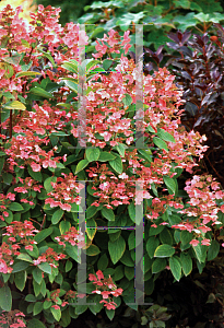 Picture of Hydrangea paniculata 'Bulk (Quick Fire)'