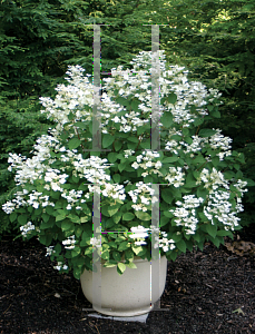 Picture of Hydrangea paniculata 'Bulk (Quick Fire)'