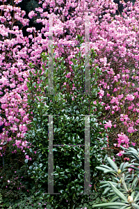 Picture of Ilex x meserveae 'Heckenstar(Castle Wall)'