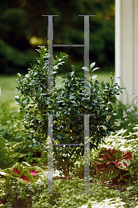 Picture of Ilex x meserveae 'Heckenstar(Castle Wall)'