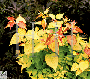 Picture of Leycesteria formosa 'Notbruce(Golden Lanterns)'