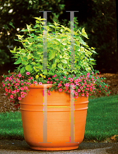 Picture of Leycesteria formosa 'Notbruce(Golden Lanterns)'