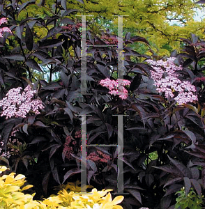 Picture of Sambucus nigra 'Gerda(Black Beauty)'