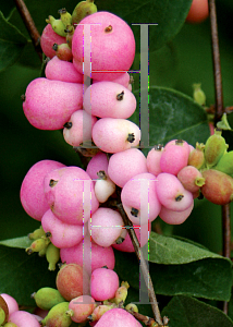 Picture of Symphoricarpos x doorenbosii 'Kordes(Amethyst)'